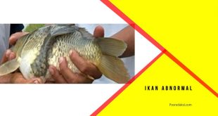 ikan abnormal berbadan duadua